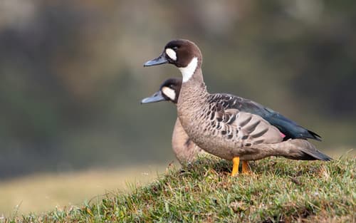 Spectacled Duck