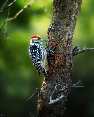 Yellow-crowned Woodpecker