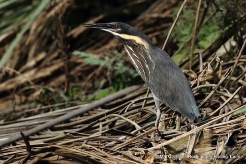 Black Bittern