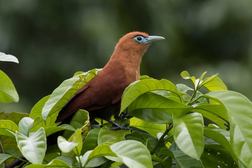 Raffles's Malkoha