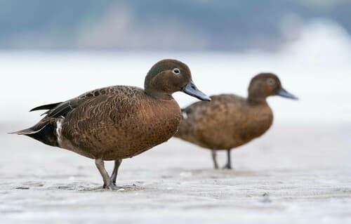 Brown Teal