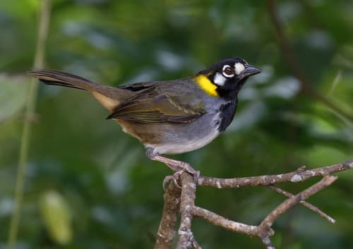 White-eared Ground-Sparrow