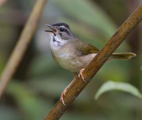 Riverbank Warbler