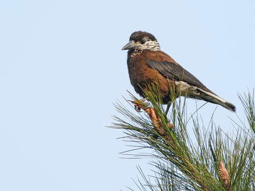 Southern Nutcracker