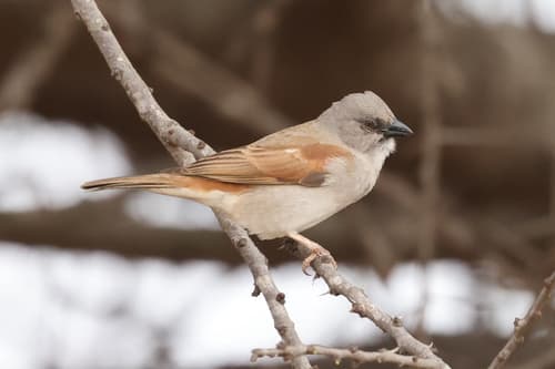 Northern Grey-headed Sparrow
