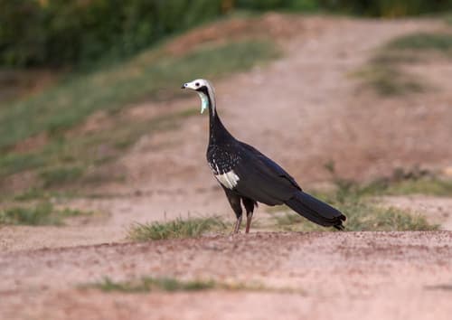 White-throated Piping-Guan