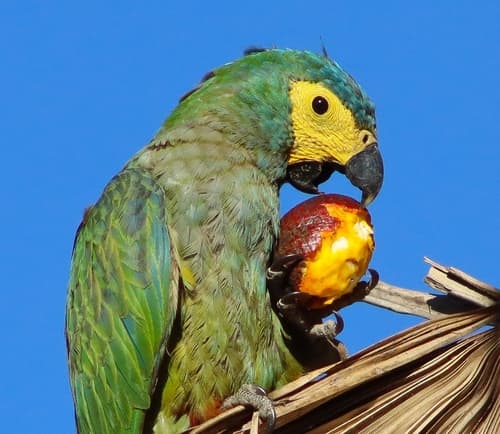 Red-bellied Macaw