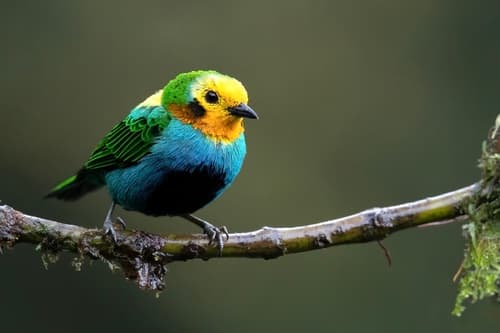 Multicolored Tanager
