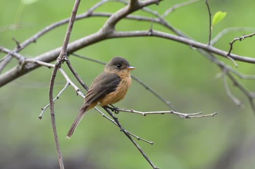 Lesser Antillean Pewee