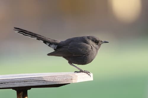 Black Scrub-Robin