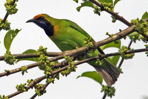 Golden-fronted Leafbird