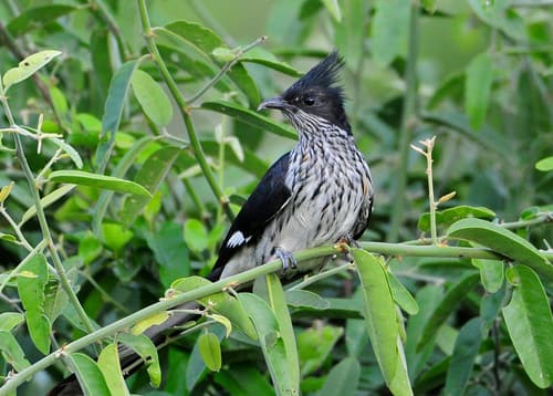 Levaillant's Cuckoo