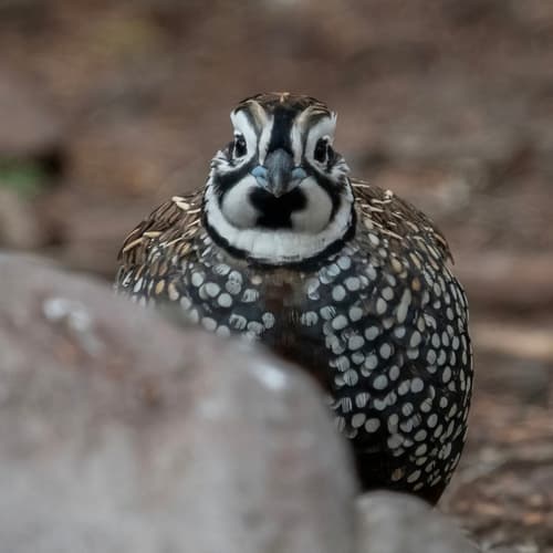 Montezuma Quail