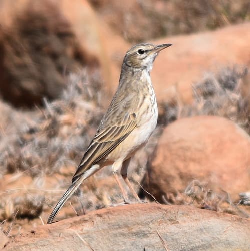 Nicholson's Pipit