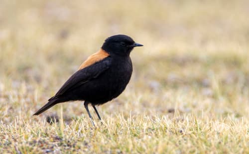 Andean Negrito