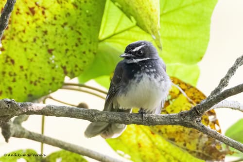 Spot-breasted Fantail