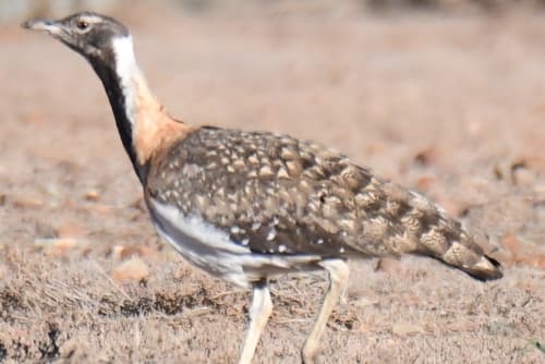 Ludwig's Bustard