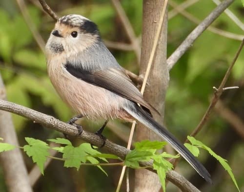 Silver-throated Tit