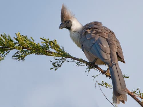 Bare-faced Go-away-bird