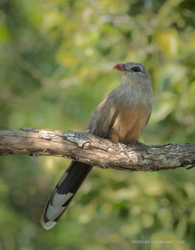 Sirkeer Malkoha