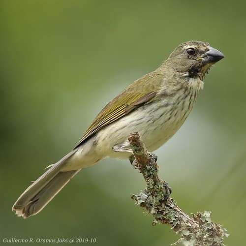 Streaked Saltator