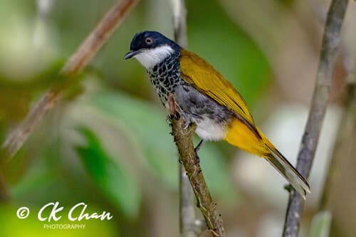 Scaly-breasted Bulbul