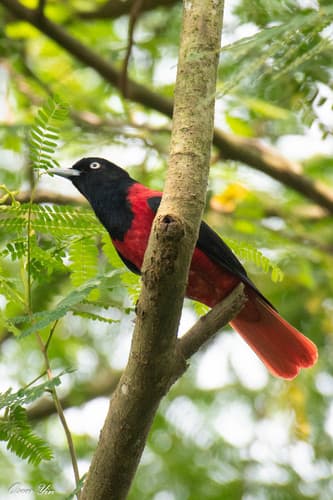 Maroon Oriole