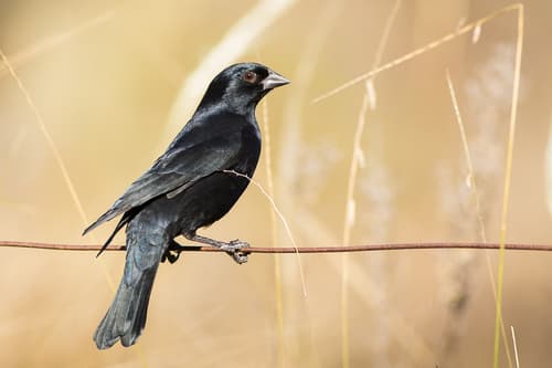 Screaming Cowbird