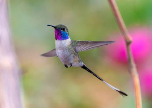 Peruvian Sheartail