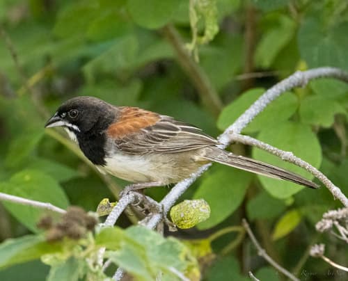 Black-chested Sparrow