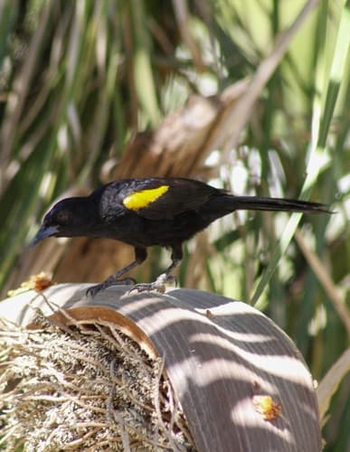 Epaulet Oriole