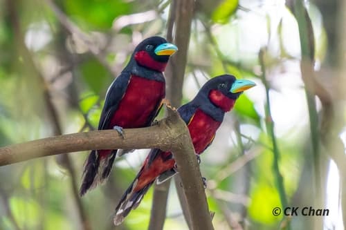 Black-and-red Broadbill