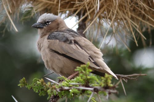 Gray-capped Social-Weaver