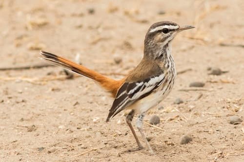 White-browed Scrub-Robin