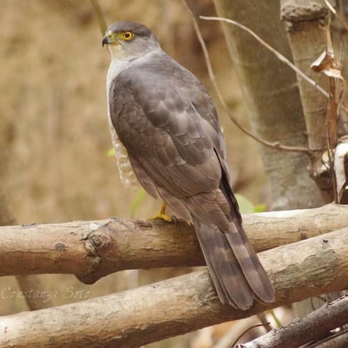 Chilean Hawk