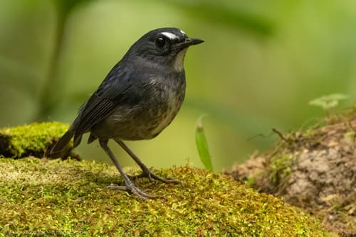 Lesser Shortwing