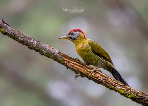 Laced Woodpecker