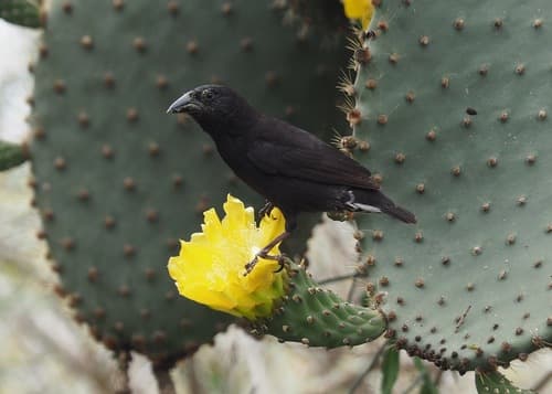 Common Cactus-Finch