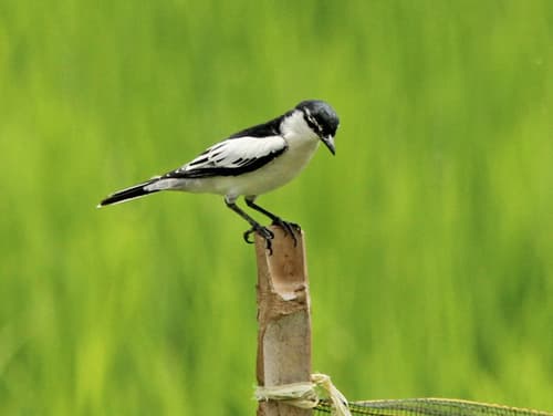 White-shouldered Triller