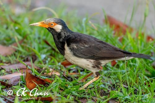 Siamese Pied Starling