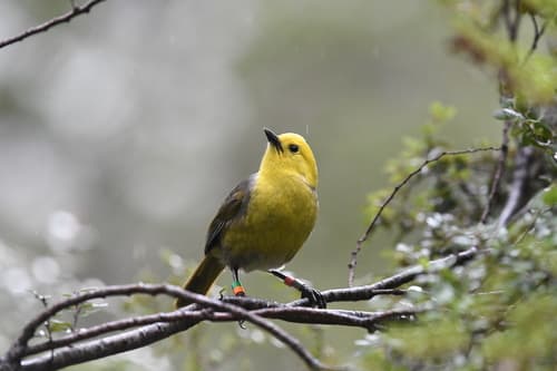 Yellowhead