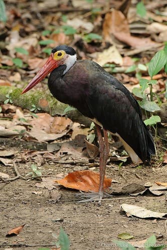 Storm's Stork