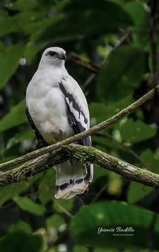 White Hawk