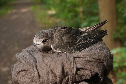 Common Swift