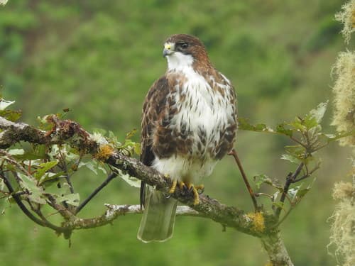 White-throated Hawk