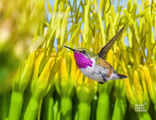 Bumblebee Hummingbird