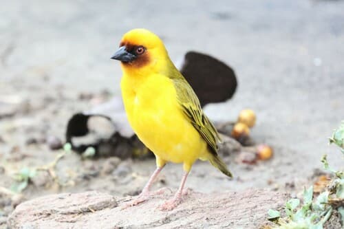 Rüppell's Weaver