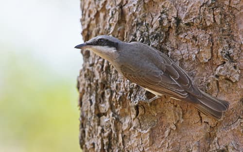 Large Woodshrike