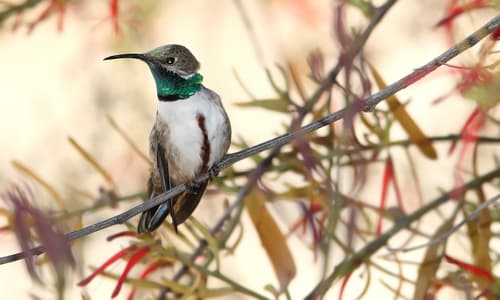 Andean Hillstar