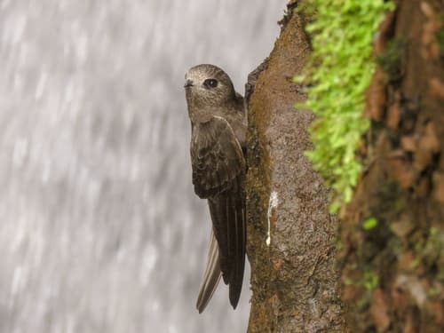 Great Dusky Swift